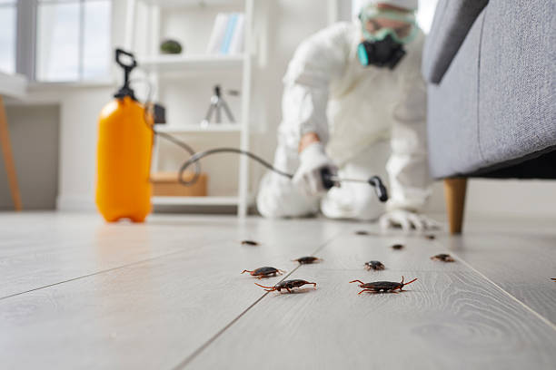 Commercial Kitchen Cockroach Control in Blowing Rock